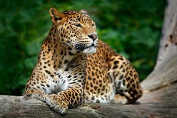 2 Day Private Tour - Wild Wonders & Hidden Temples from Hikkaduwa