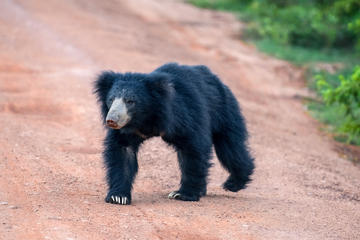2 Day Private Tour - Wild Wonders & Sacred Spaces Tour from Bentota
