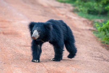 2 Day Private Tour - Wild Wonders & Sacred Spaces Tour from Hikkaduwa