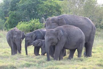 2 Day Private Tour - Wildlife & World Heritage Tour from Galle