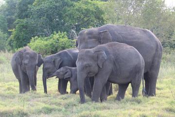 2 Day Private Tour - Wildlife & World Heritage Tour from Hikkaduwa