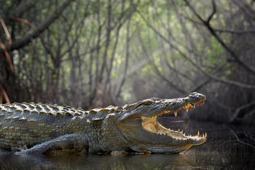 Private Day Tour: Madu River Boat Safari