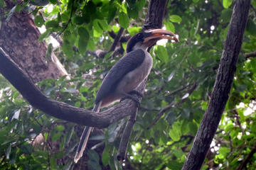 Private Day Tour: Sigiriya Birdwatching Hike