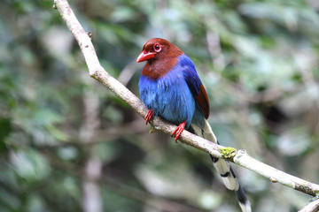Private Day Tour: Sinharaja Rainforest Bird Hike Tour