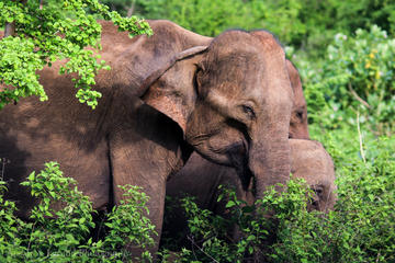 Private Day Tour: Udawalawe National Park Safari From Yala