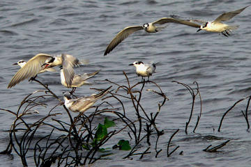Private Muthurajawela Sanctuary Bird Watching Tour from Colombo or Negombo