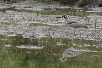 Private Tour: Bundala National Park Safari