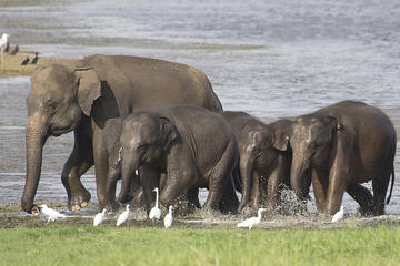 Private Tour: Hurulu Eco Park Safari