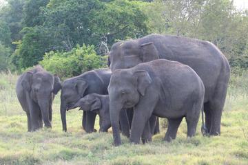Private Tour: Kaudulla National Park Safari