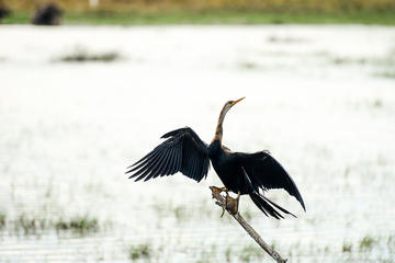 Private Tour: Kumana National Park Safari