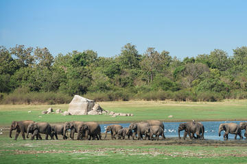 Private Tour: The Great Elephant Gathering Safari in Minneriya