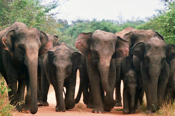 Private Tour: Wasgamuwa National Park Safari