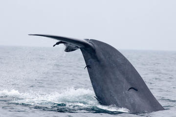 Private Tour: Whale Watching in Mirissa