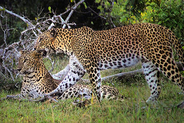 Private Tour: Wilpattu National Park Safari