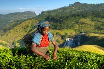 Unique Journey to a Tea Plantation from Kandy