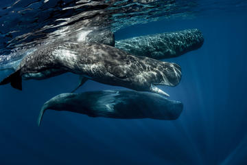 Whale Watching in Mirissa from Bentota