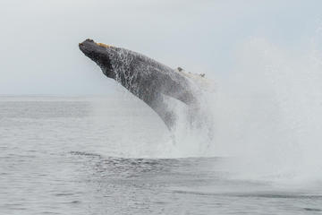 Whale Watching Tour in Mirissa from Hikkaduwa