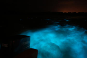 Luminous Lagoon-Night Tour