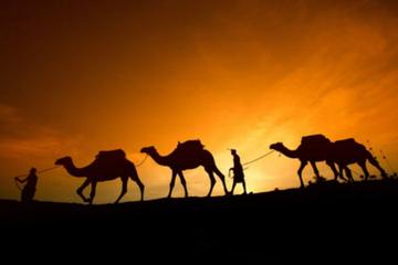 CAMEL RIDE IN LUXOR