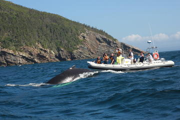 Day Trip Trinity Bay Whale Watching Tour near Trinity, Canada 