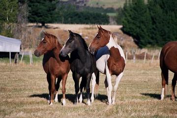 Westray Adventures - Horse Treks