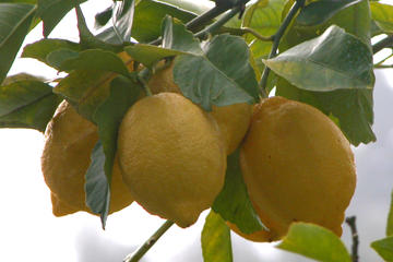 Sorrento Farm and Food Tour