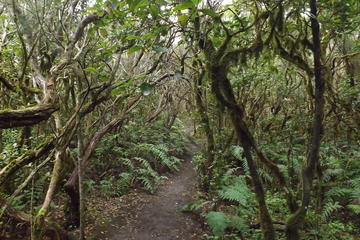 Tenerife-Gardens of the Atlantic
