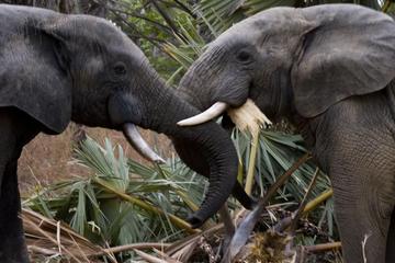 9-Day Best of African Wildlife Safari at Mole and Pendjari National Parks from Accra