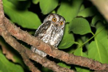 Full-Day Bird and Owl Watching Tour from Accra