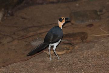 Yellow-Headed Picathartes Bird Watching Guided Day Tour from Accra