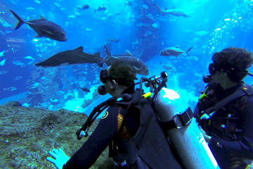 Diving with Sharks certified