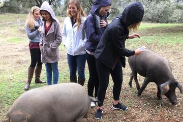 Aracena from Seville: Pig Farm Visit and Village Walk
