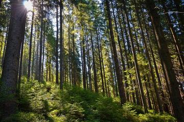 Hiking in the Carpathian Mountains near Yaremche