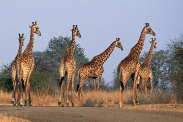 Private Shuttle Service from Johannesburg to Kruger National Park