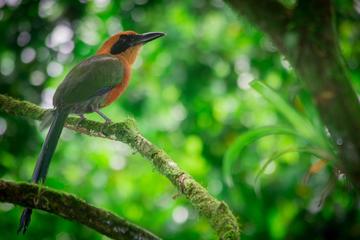 Birdwatching Tour at Arenal Natura Ecological Park