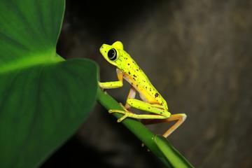 Night Walk at Arenal Natura Ecological Park