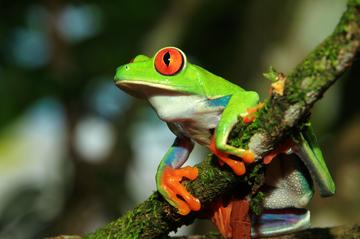 Photography Tour at Arenal Natura Ecological Park