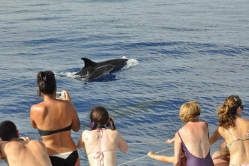 Spectacular Land and Sea Pack Jeep East Tour and Dolphins Watching