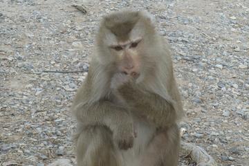 Half-Day VIP Boat Trip to Monkey Island and Fishing from Pattaya