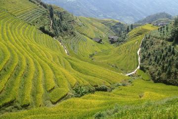 Longji Rice Terrace -- 1 Day Trip