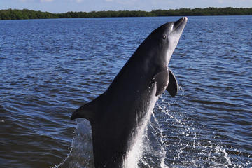 Day Trip Dolphin and Wildlife Cruise in Fort Myers Beach near Fort Myers Beach, Florida 