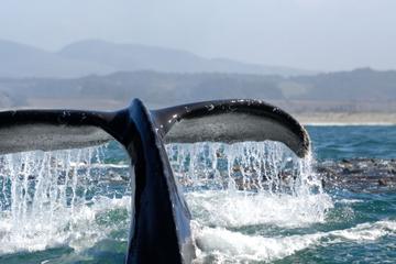 Day Trip Whale Watching Day Cruise Santa Monica near Santa Monica, California 