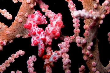 scuba diving in AMED BALI
