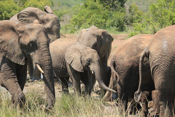 Hluhluwe-Imfolozi Game Reserve Guided Day Tour from Durban