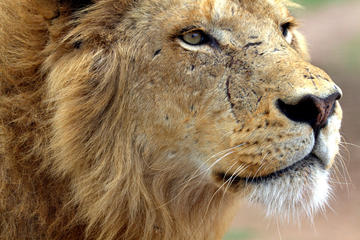 Lion Park Safari Guided Day Trip from Durban