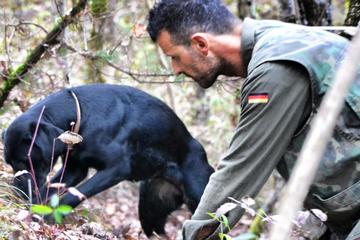 Siena Truffle-Hunting Experience