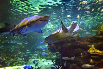 Sharks After Dark - Ripley's Aquarium of Canada in Toronto