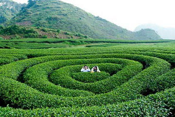 2 Day Moc Chau discover with flower blossom