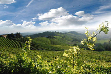 Wine Tasting and Unesco World Heritage Cellars Visit from Turin