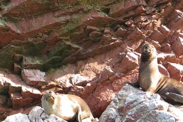 Ballestas Islands Full-Day Trip Including Paracas National Reserve